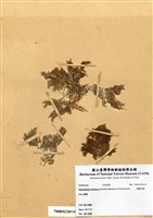 藏品(細翼枝藻)的圖片
